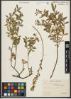 Foto von Salix repens L.